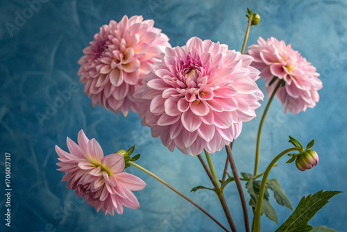 pink dahlia flowers