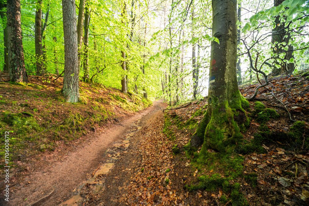 Naklejka premium Herbstliche Buchen mit bemoostem Wurzelansatz im Nebel im Modenbachtal bei Edenkoben
