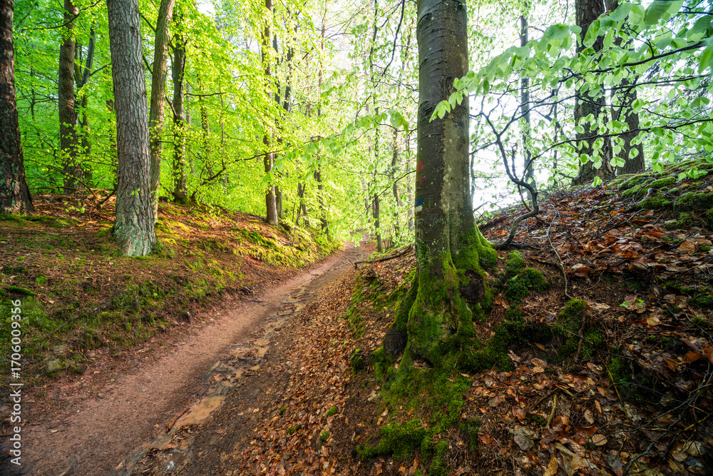 Fototapeta premium Herbstliche Buchen mit bemoostem Wurzelansatz im Nebel im Modenbachtal bei Edenkoben