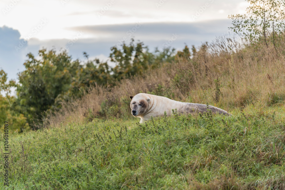 Obraz premium The polar bear. ( Ursus maritimus ) 2025