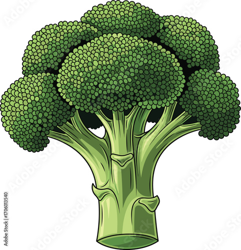 Detailed Broccoli Icon with Fresh Greens Vector