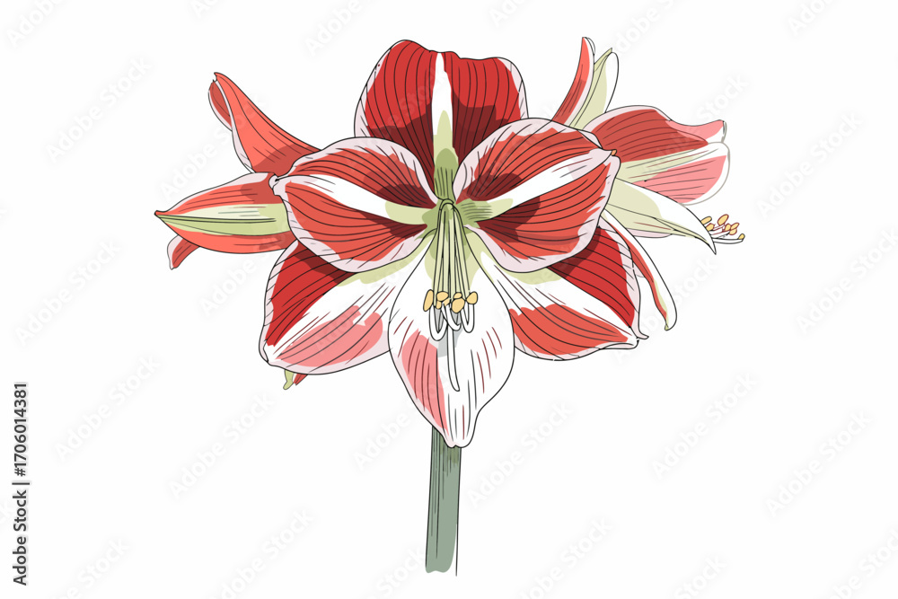 Fototapeta premium Striking Amaryllis Blossom Illustration with Red and White Petals and a Vibrant Green Stem on a White Background