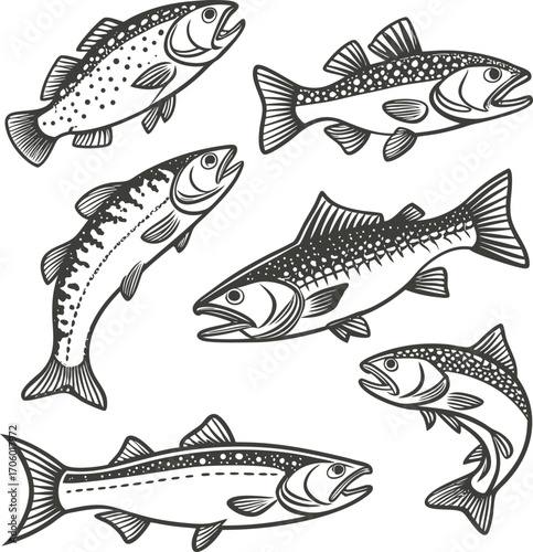 Hand Drown Fish Vector illustration Silhouette. Set of Fishes.