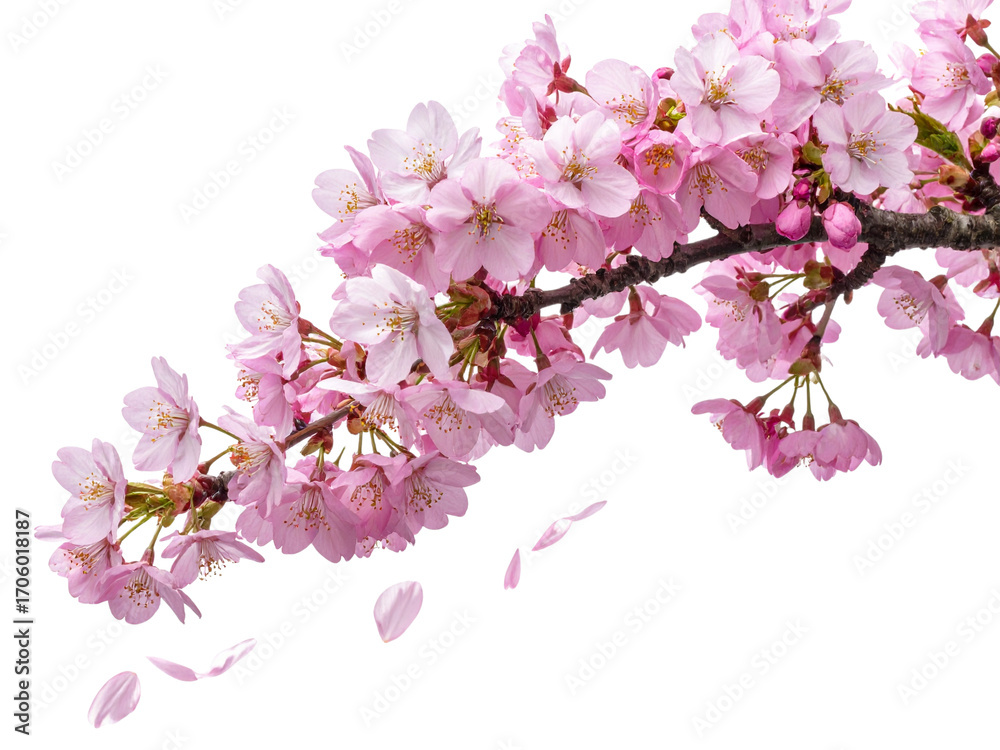Naklejka premium cherry blossom isolated on white