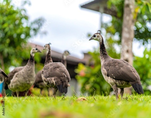 Group of peafowl in a grassy yard