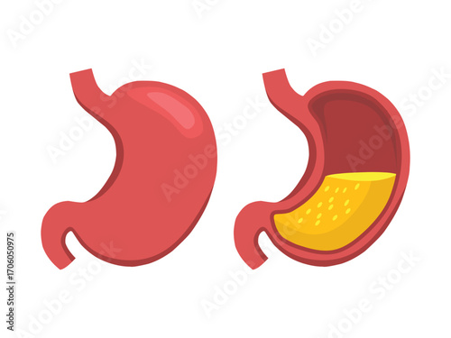 Flat vector illustration of human stomach organ with inner view and gastric fluid