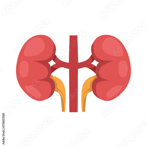 Flat vector illustration of human kidneys with adrenal glands