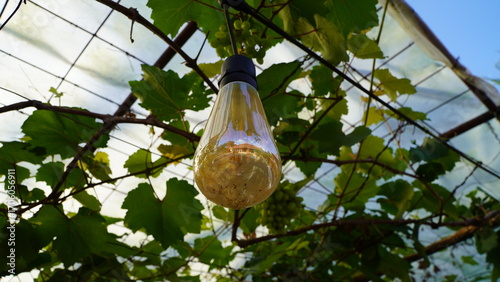 hanging light bulb under plastic sheet with vine plant, containing nest-like organic material inside, illuminated by sunlight in garden or greenhouse setting
