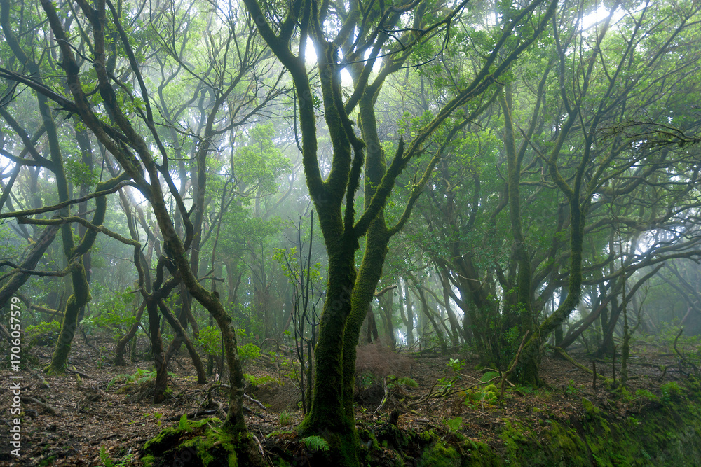 Fototapeta premium Anaga rural park, Tenerife island, Spain