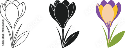 Crocus Flower Set Outline, Silhouette, and Color Version on Transparent Background