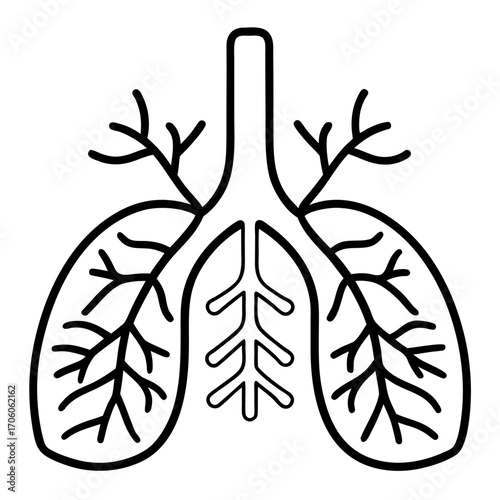 Human lungs anatomical drawing of respiratory system organ for medical illustration and education