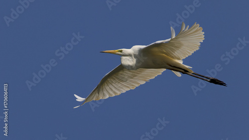 czapla biała w locie