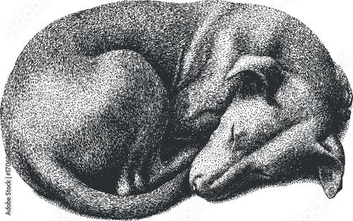 A detailed illustration of a sleeping curled dog in a cozy position.