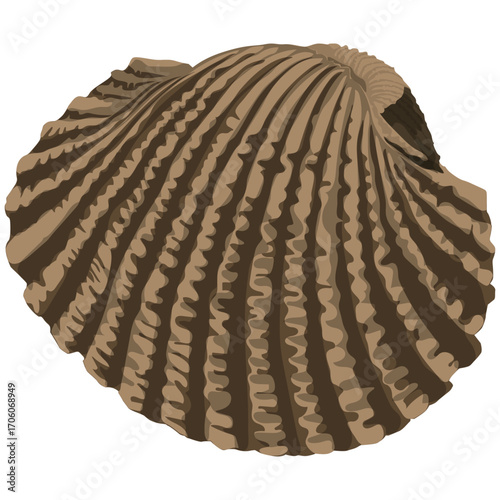 Vector illustration of a fresh cockle with a closed shell, perfect for seafood menus or educational designs.