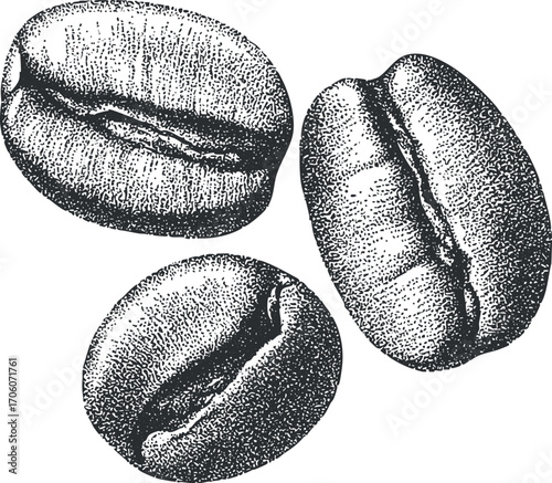 Illustration of three coffee beans in black and white sketch style with detailed texture.