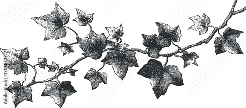 Hand-drawn illustration of ivy leaves and vines showcasing intricate botanical details.