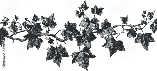Illustration of ivy leaves and vines showcasing natural beauty and botanical design elements.
