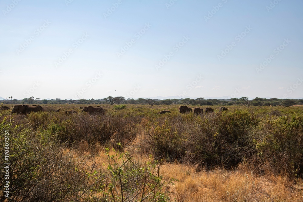 Obraz premium Herd of African elephants walking through the bushland of the Samburu national park in Kenya