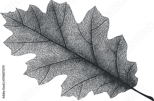 A delicate black and white silhouette of an intricate leaf showcasing its detailed texture.