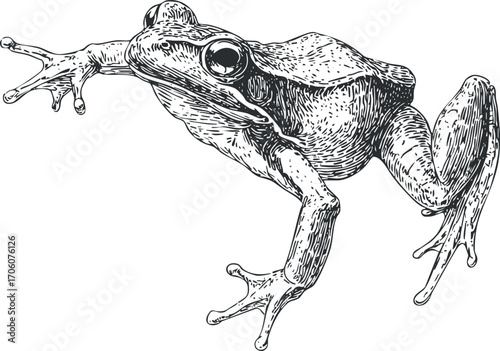 Detailed illustration of a frog in a jumping pose showcasing its unique anatomy and features.