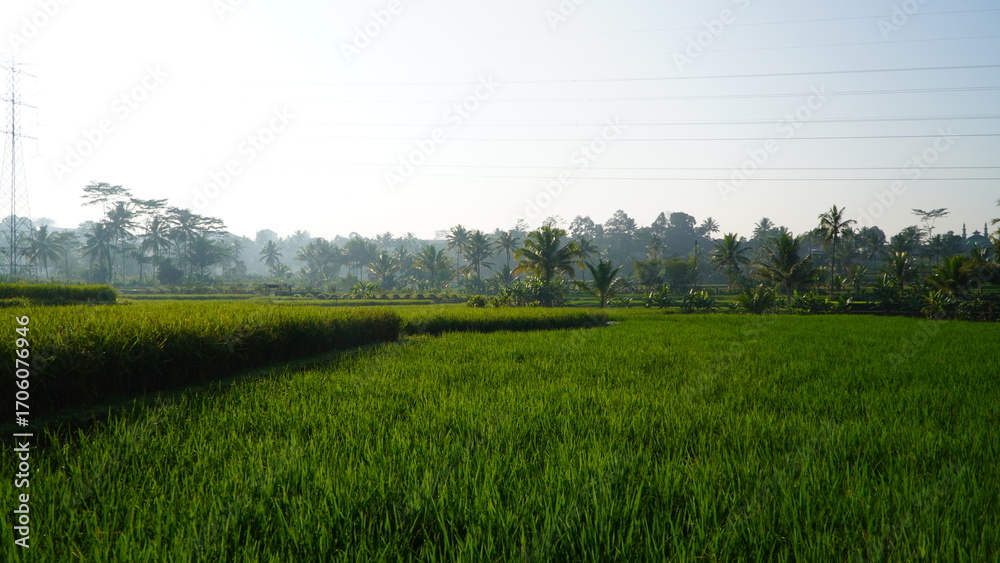 Fototapeta premium Lush green rice fields with palm trees in the background under a hazy sky.