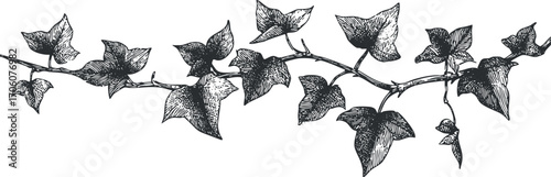 Detailed black and white illustration of ivy leaves and vines for decorative purposes.