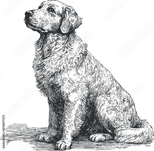 A detailed illustration of a golden retriever dog sitting elegantly with a fluffy coat.
