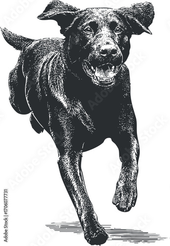 A joyful Labrador retriever running energetically in a playful manner outdoors.