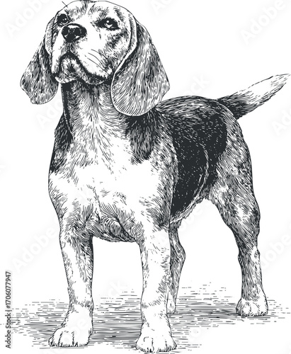 Detailed sketch of a beagle dog showcasing its playful and friendly nature