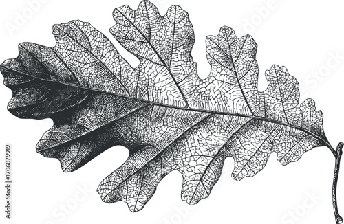Detailed black and white illustration of an oak leaf showcasing its intricate veins and texture.