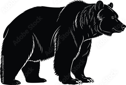Black and white vector illustration of realistic grizzly bear standing on four legs, wildlife animal, nature, forest, and outdoor adventure concept