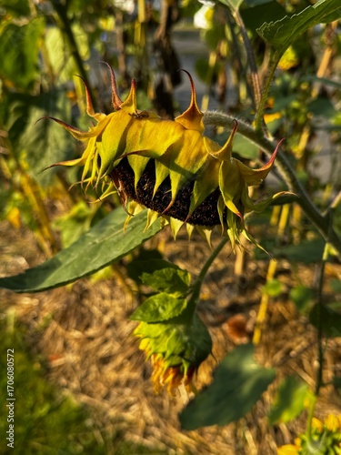 Sunflower in autumn