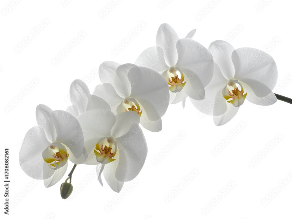 Obraz premium orchid isolated on white background