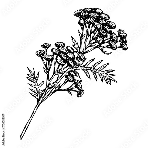 Hand drawn vector illustration of tansy Tanacetum vulgare with clustered yellow flowers and feathery leaves, widely known as a wild medicinal herb, used for apothecary labels, herbal tea and eco