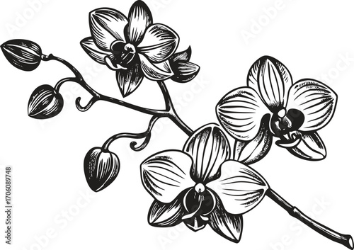 Elegant orchid flower illustration with vibrant petals and detailed leaves