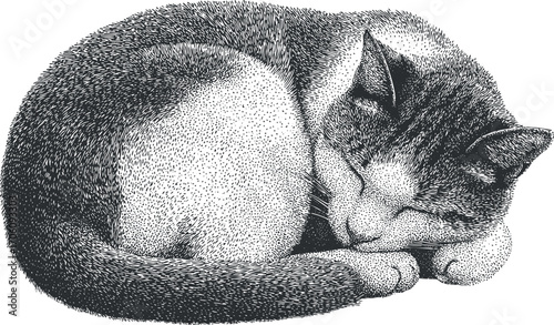 A detailed illustration of a sleeping cat curled up in a cozy position.