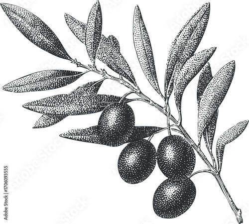 Illustration of an olive branch with leaves and fruit depicted in a vintage style.