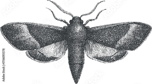 Black and white detailed illustration of a moth showcasing its intricate wing patterns and features.