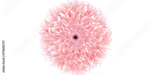Delicate Pink Chrysanthemum Flowers in Bloom. vector illustration. design, wallpaper, background, card, banner, flyer. interior decoration, flower pattern. fashion, Ethnic ornament.