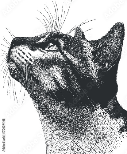 A detailed black and white illustration of a cat looking upwards with a curious expression