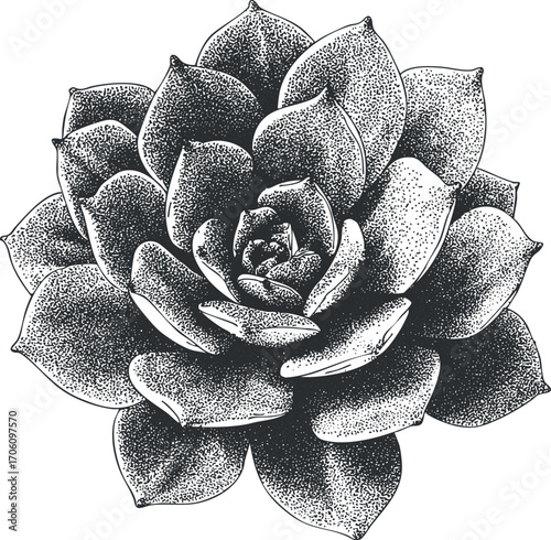 Detailed black and white illustration of a succulent plant showcasing its unique shape and texture.