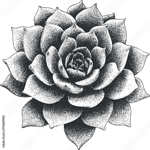 Black and white illustration of a detailed succulent plant with intricate petals and leaves.