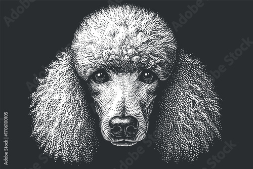 Illustration of a poodle dog with fluffy fur and expressive eyes on a dark background.