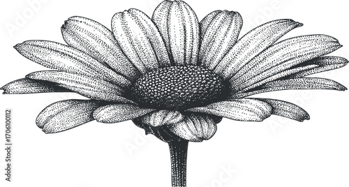 Detailed black and white illustration of a daisy flower with intricate petal and stem design.