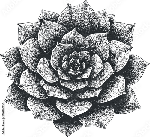 Detailed illustration of a succulent plant emphasizing its unique shape and texture.