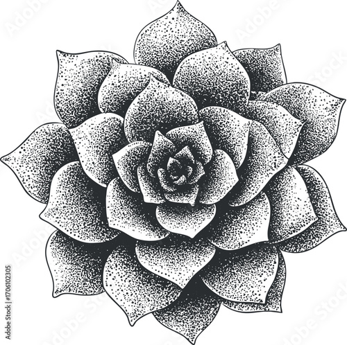 A detailed black and white illustration of a succulent plant showcasing intricate leaf patterns.