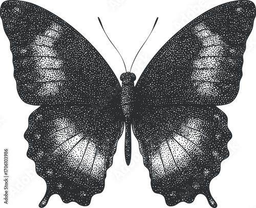 Detailed black and white illustration of a butterfly showcasing intricate wing patterns and symmetry.