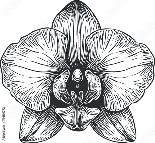 Detailed black and white illustration of an orchid flower showcasing its unique petals and structure.