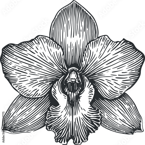 Detailed black and white illustration of an elegant orchid flower with intricate petal designs.