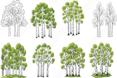 Birch tree forest clipart, hand drawn birch illustrations, green leafy tree bundle, woodland nature art, birch trunks vector set